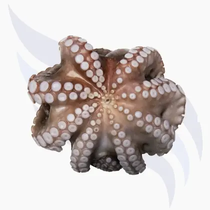 Oktopus