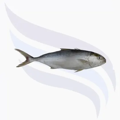 Gabelmakrele, Lichia Amia