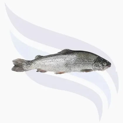 Regenbogenforelle, Oncorhynchus mykiss