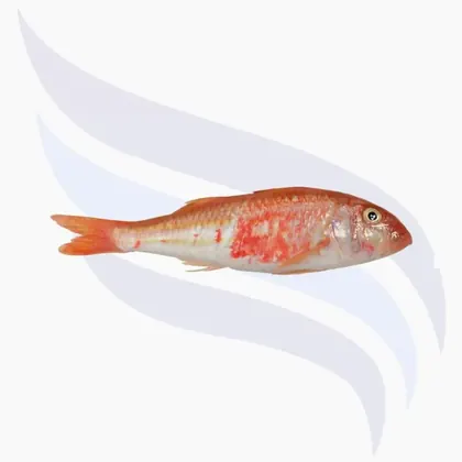 Rotbarbe, Mullus Surmuletus