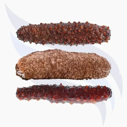 Seegurke, Holothuria Tubulosa, Holothuria Polii