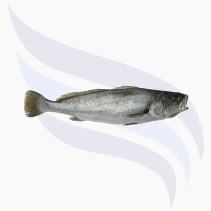 Adlerfisch, Argyrosomus regius