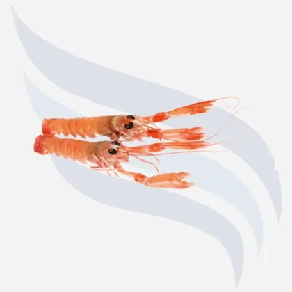 Kaisergranat, Astacus Leptodactylus