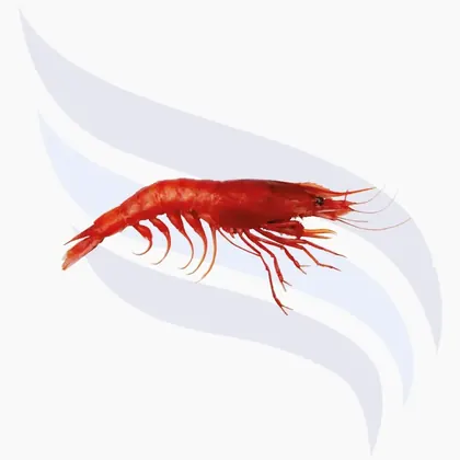 Rote Garnelen, Aristeus Antennatus