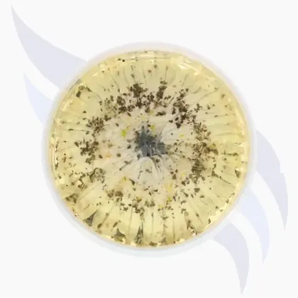 Marinierte Sardinen mit Knoblauch und Basilikum