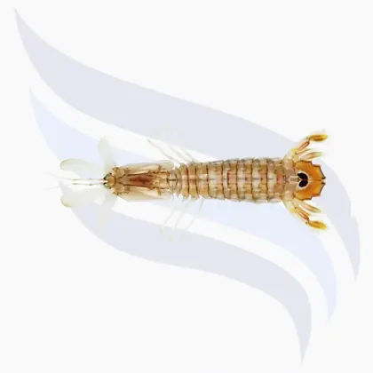 Fangschreckenkrebs, Squilla Mantis