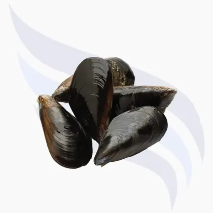 Miesmuscheln, Mytilus galloprovincialis