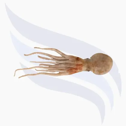 Moschuskrake, Eledone moschata