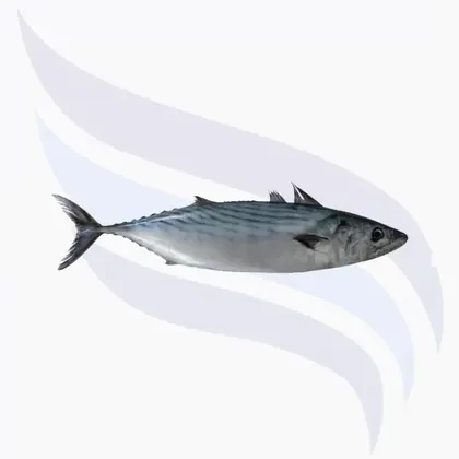 Pelamide, Sarda Sarda