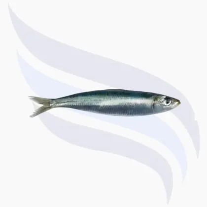 Sardine, Sardina pilchardus