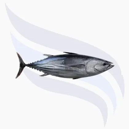 Skipjack-Thunfisch, Katsuwonus Pelamis