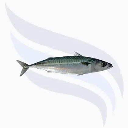 Makrele, Scomber scombrus