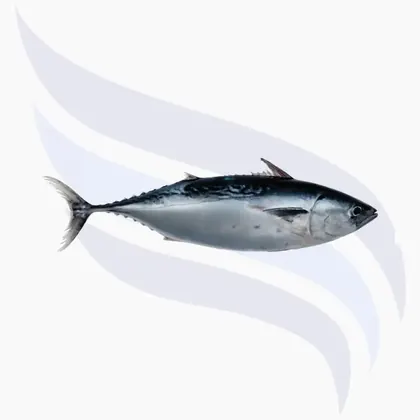 Falsche Bonito, Euthynnus Alletteratus